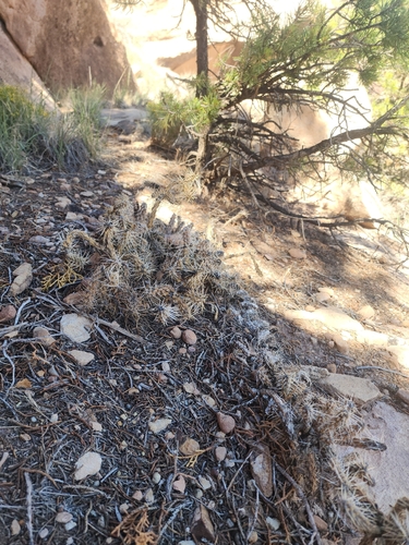Whipple Cholla