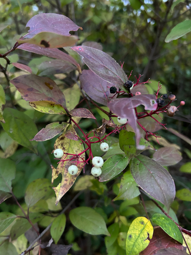 gray dogwood