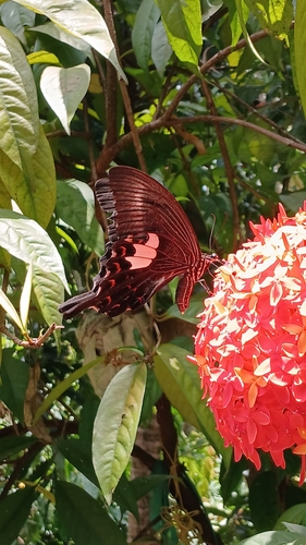Large-spotted Helen