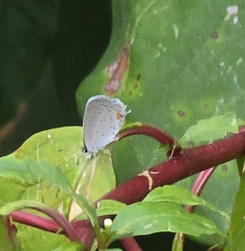 Eastern Tailed-Blue