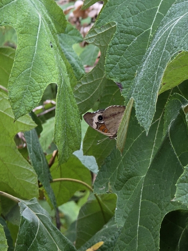 Common Buckeye