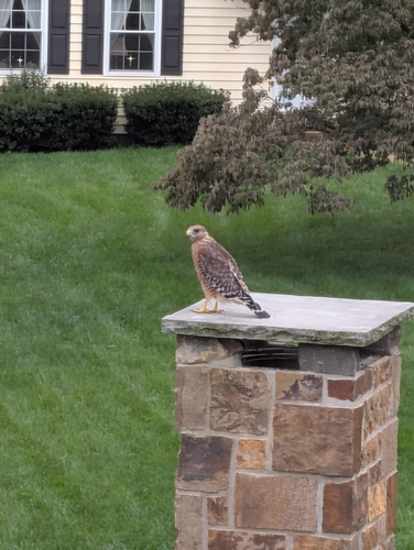Red-shouldered Hawk