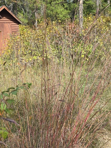 big bluestem