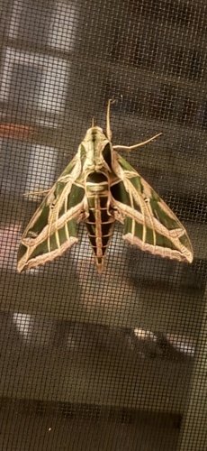 Vine Sphinx