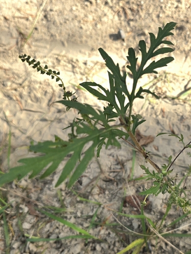 common ragweed