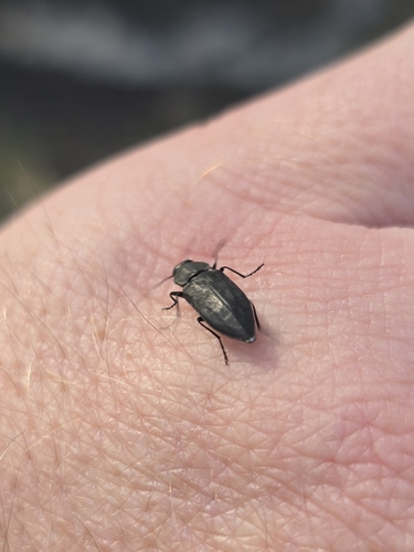 Black Fire Beetle