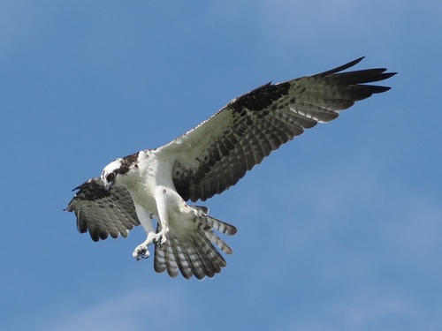 Osprey