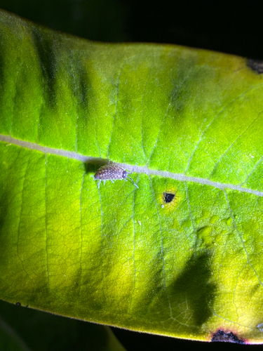 Common Striped Woodlouse