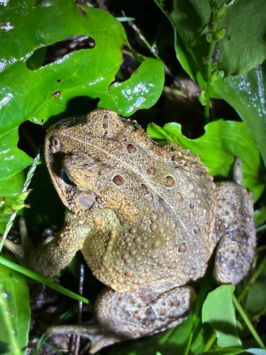 American Toad