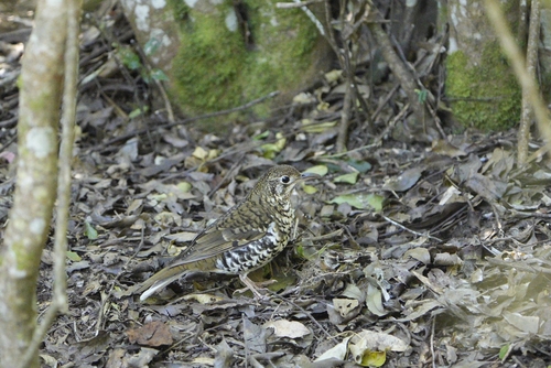 Russet-tailed Thrush