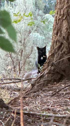 Domestic Cat