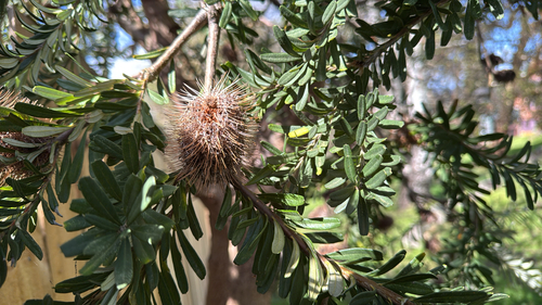 Silver Banksia