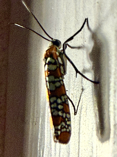 Ailanthus Webworm Moth