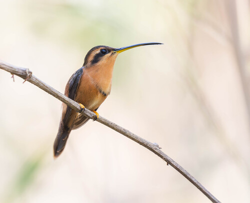 Reddish Hermit