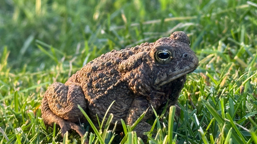 Woodhouse's Toad