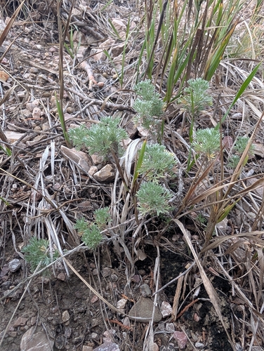 fringed sagebrush