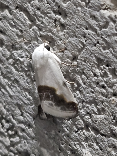 Chalky Bird Dropping Moth