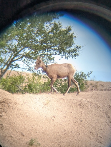 Bighorn Sheep
