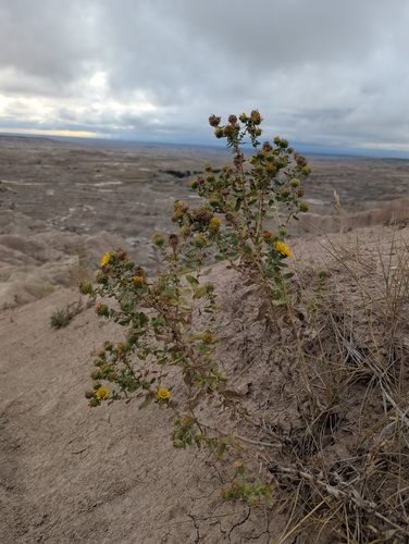 Curlycup Gumweed