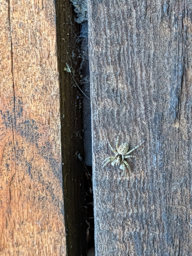 Half-edged Wall Jumping Spider