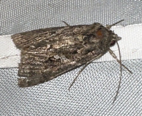 Cabbage Looper Moth