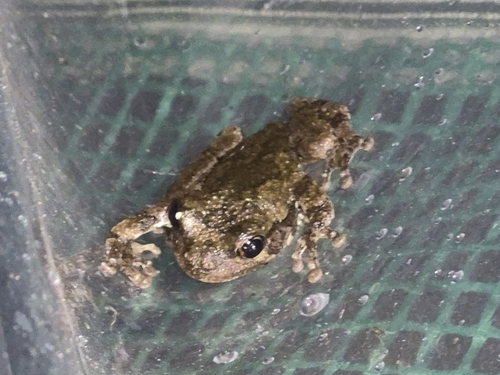 Cope's Gray Tree Frog