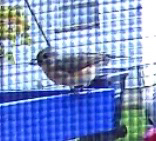 Tufted Titmouse