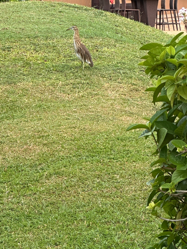 Indian Pond-Heron