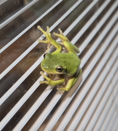Green Treefrog