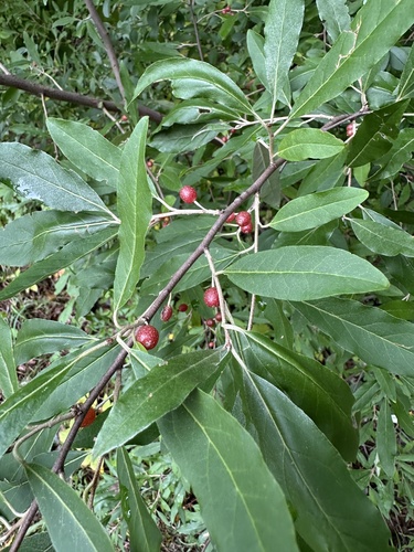 autumn olive