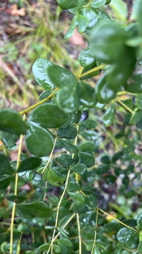 eastern wild indigo