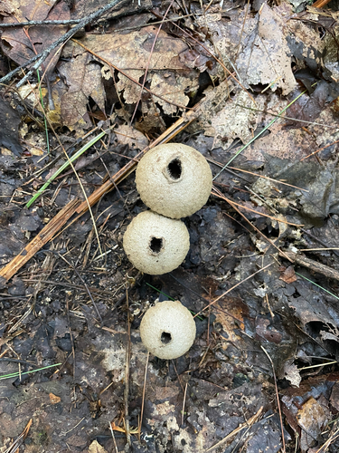 common puffball