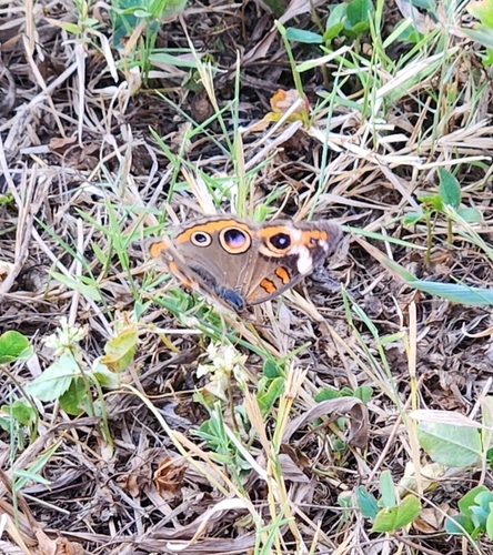Common Buckeye