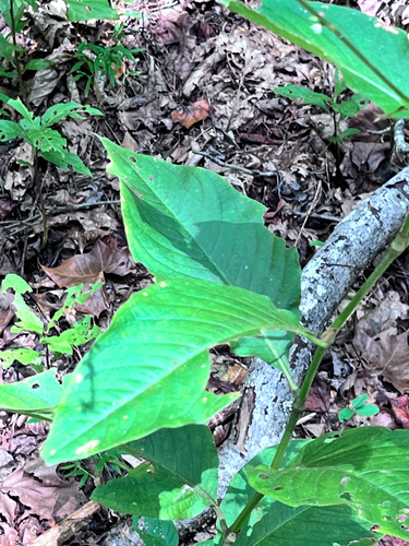 American jumpseed