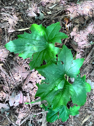 pale Indian plantain