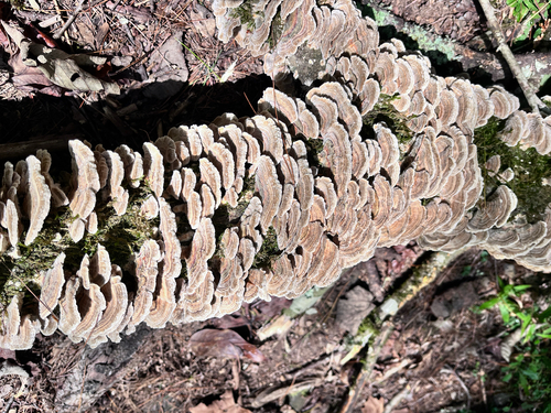 turkey-tail