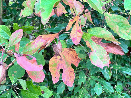 sassafras