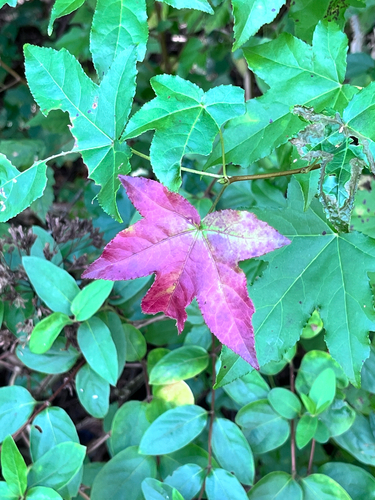 American sweetgum