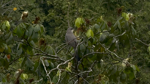 Mangrove Cuckoo