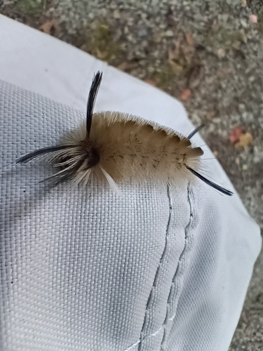 Banded Tussock Moth