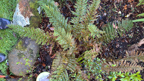 mother shield-fern