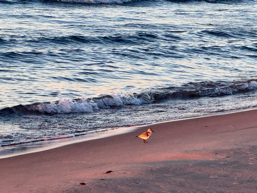 Sanderling