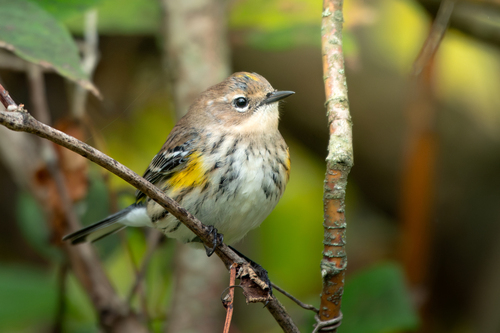 Myrtle Warbler