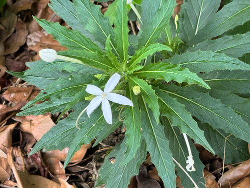 Star of Bethlehem