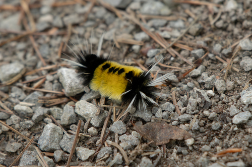 Spotted Tussock Moth