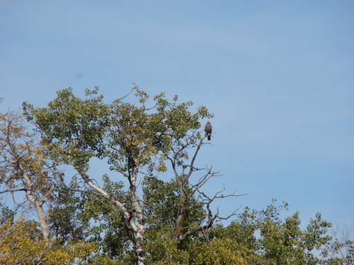 Swainson's Hawk