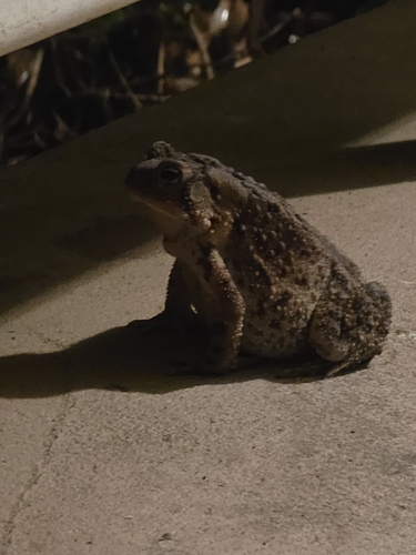 American Toad