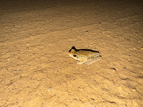 Montevideo Tree Frog