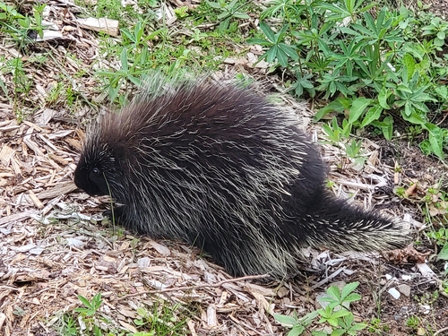 North American Porcupine