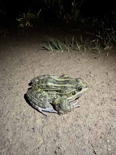 Wrestler Frog